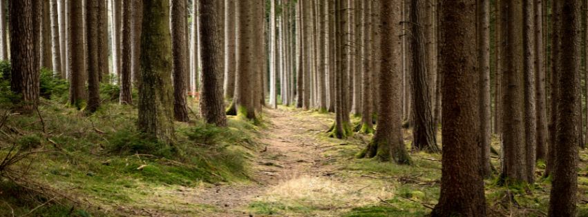 You are currently viewing Strażnicy lasów
