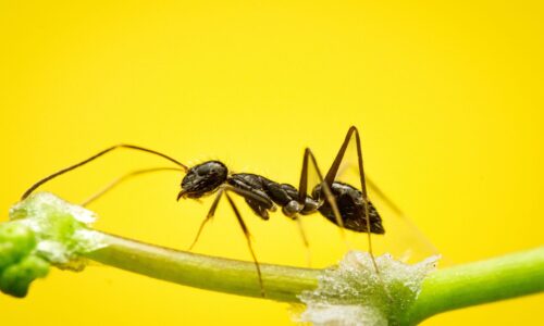 Domek dla owadów zapylających