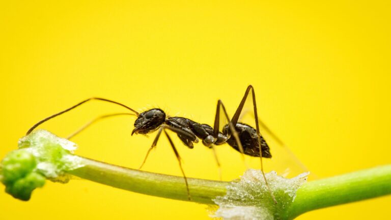 Read more about the article Domek dla owadów zapylających